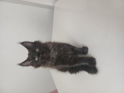 Xxl boy maine coon yavrular