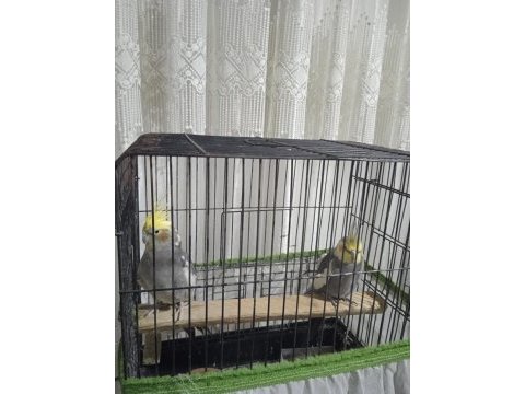 Grey erkek 9 aylık sultan papağanı