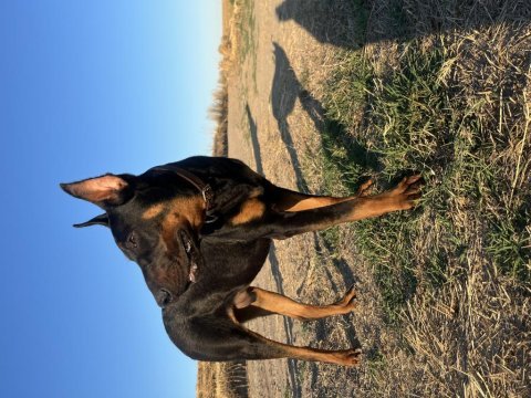 10 aylık doberman