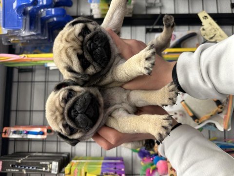 Safkan pug mops yavrular