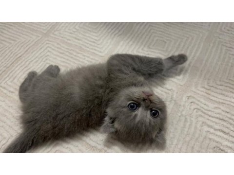 32 günlük yavru scottish fold