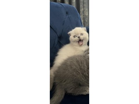 Saf kan eğitimli dişi scottish fold yavrular