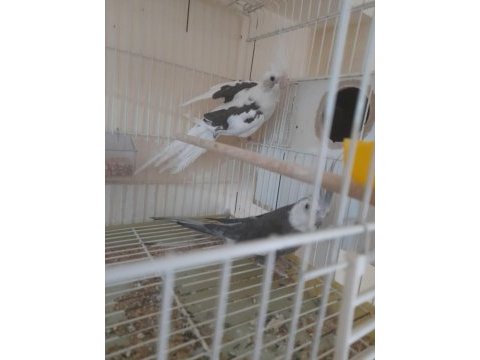 Yavrusu alınmış kusursuz wf takım sultan