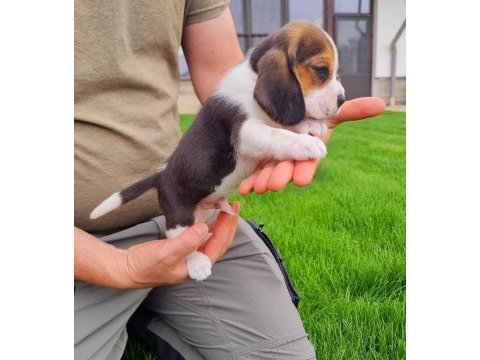 Harika beagle bebekler