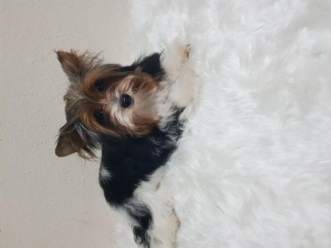 Disi biewee yorkshire terrier