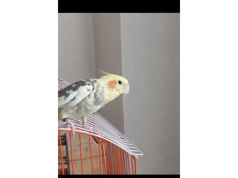 Erkek sultan papağanı