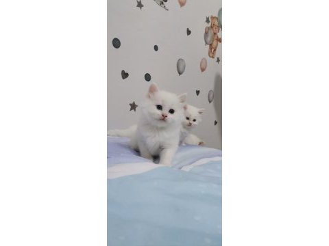 British longhair kalite bakımlı yavrular
