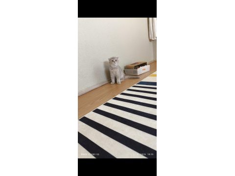 Scottish fold erkek kedimiz