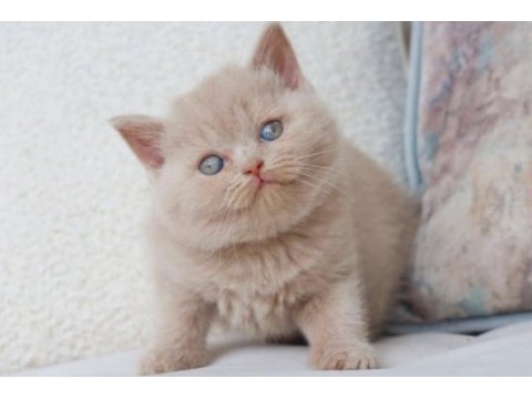 Bebek surat lilac british shorthair 