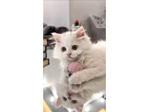 British longhair iki aylık beyaz kedimiz