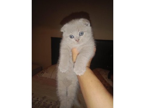 Minik scottish fold yavrularına ömürlük yuva