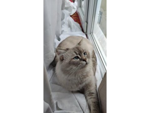 25 günlük british longhair yavru