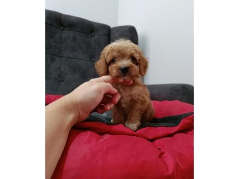 Maltipoo yavrular
