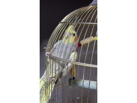 Yavru sultan papağanı erkek