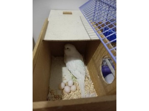 Yumurtalı takım muhabbet kuşu