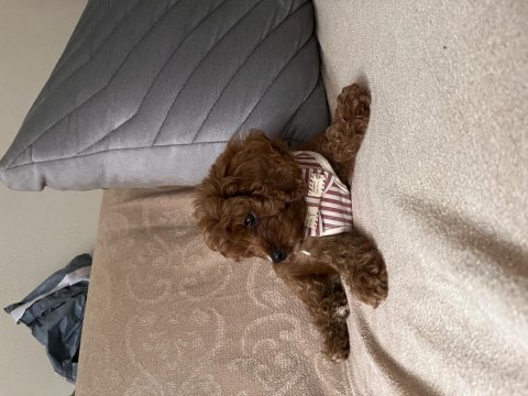 Cavapoo orijinal 2 aylık