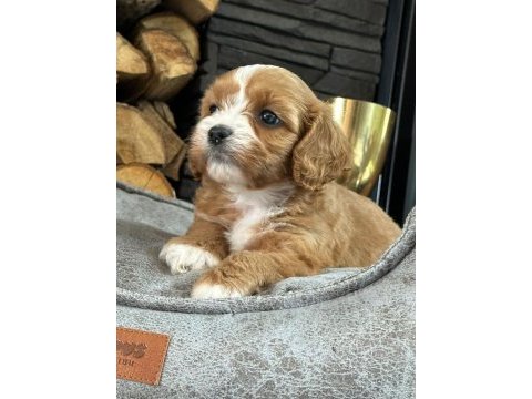 Irk özellikleri ile karakterize cavapoo yavruları