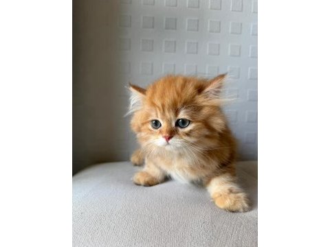 British shorthair ve longhair yavrular