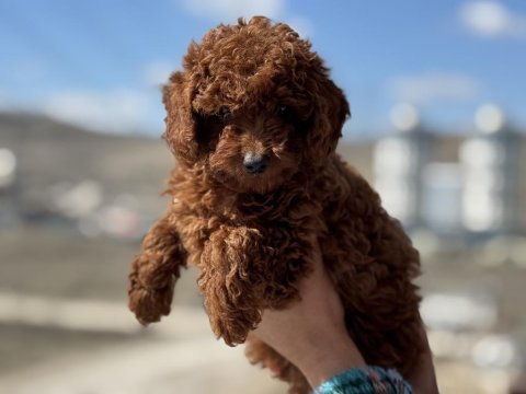 Yasla ruhsatlı işletmeden redbrown kore toy poodle