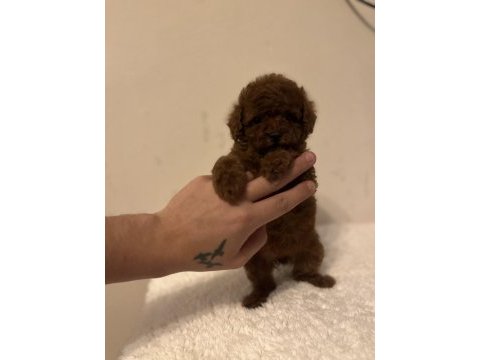 Toy korean poodle