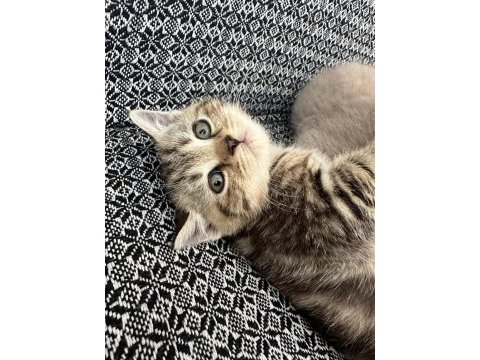 British shorthair bebekler, %100 ırk garantisi
