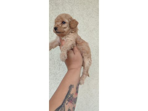 Poodle kayısının en tatlı tadı