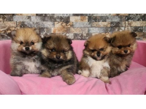 Orjinal birbirinden güzel pomeranian yavrularımız
