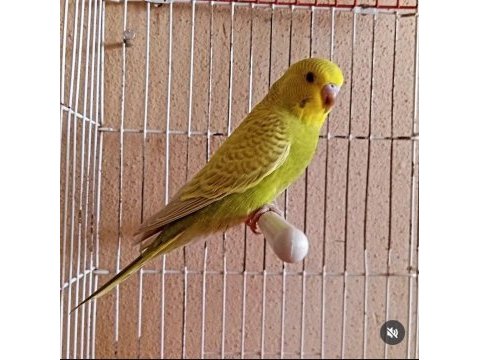 Yavru yerli muhabbet kuşları mevcut