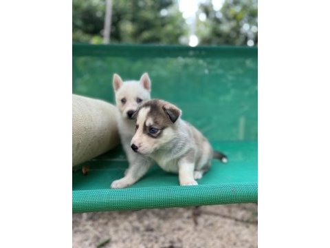 Sibirya kurdu (husky) yavrularımız