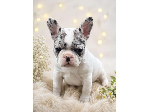French bulldog yavruları ( resim gerçek )