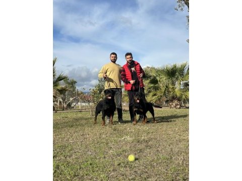 Dünyaca ünlü timittor kennel kan hattına sahip rottweiler