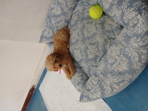 Maltipoo dişi
