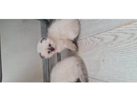 Safkan anne baba blue point british shorthair bebekler