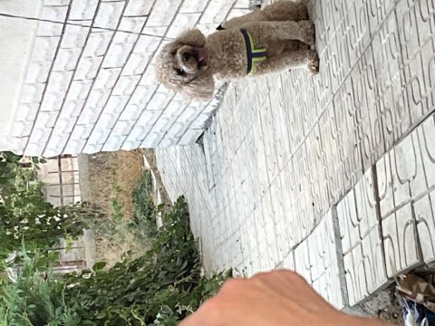 Toy poodle dişi 17 aylık
