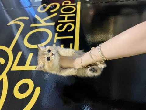 Safkan british shorthair golden yavrular