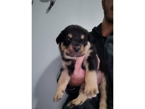 Rottweiler yavruları