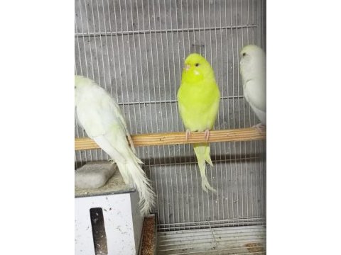 Sahibinden muhabbet kuşlar