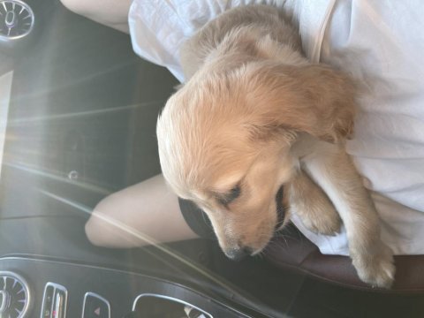 Golden retriever yavru acil sahiplendirme