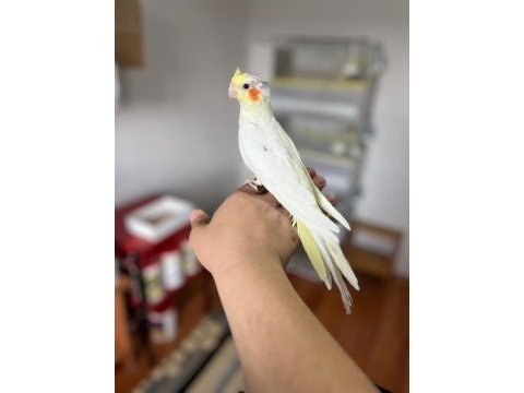 5 adet yavru sultan 3 lutino 2 pied acil satılık