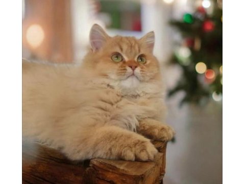 British longhair dişi erkek