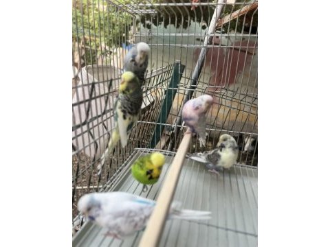 Şhow jumbo genç kuşlar
