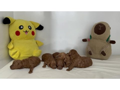 Toy poodle yavruları