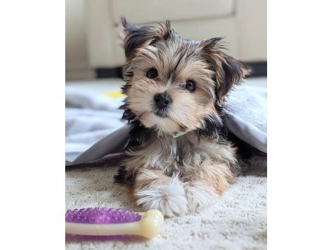 Morkie köpekler gelip görerek alabilirsiniz