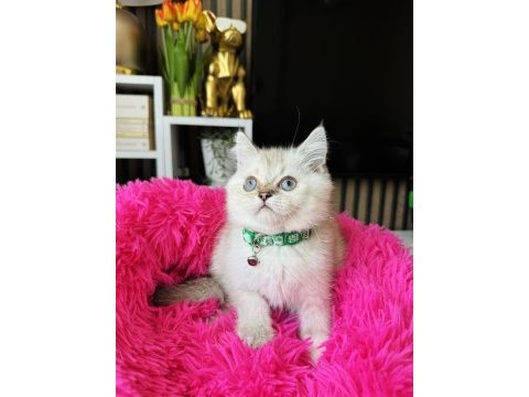 British shorthair silver point