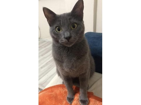 1 yaşında tatlı russian blue kızımız dumoşa yuva arıyoruz
