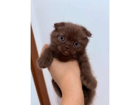 İran persian exotic long ve blue bebekler
