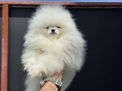 Fcı export sçr li pomeranian lar ziyarete açık
