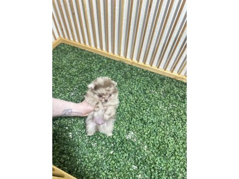 Pomeranian boo çikolata ve merle rengi