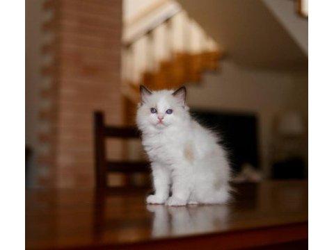 Asaletli ragdoll 