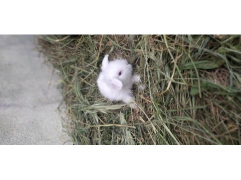 Lop tavşan